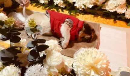 微信图片_20230808163910_副本