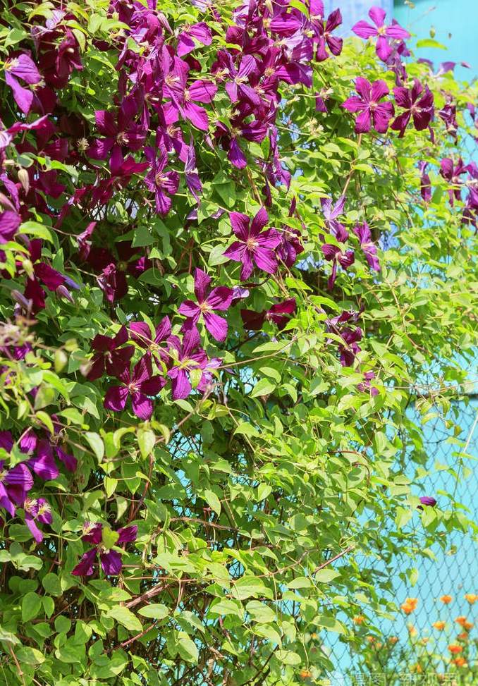 十大高档花卉排名 花卉类八种分类