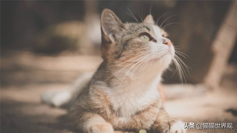 你家的猫口臭吗?——4个不起眼的原因,让猫口臭到无法呼吸