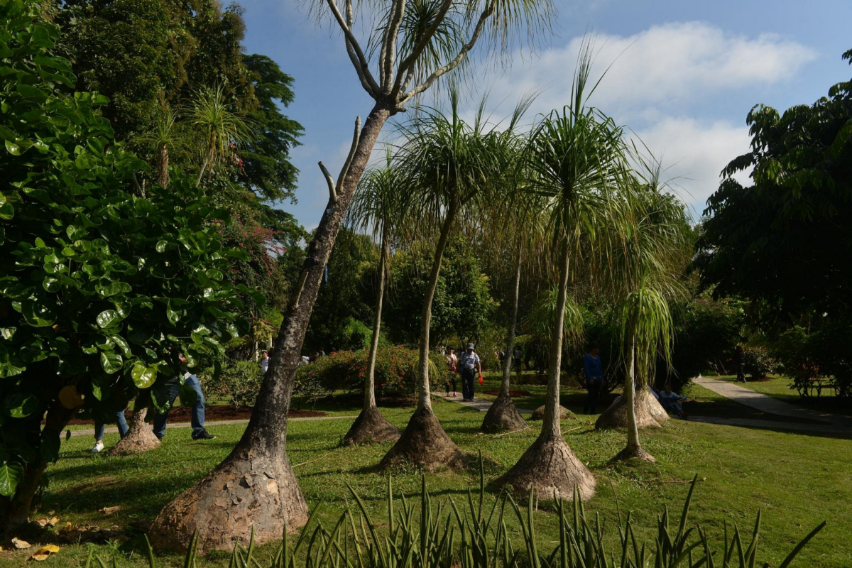 西双版纳热带植物园