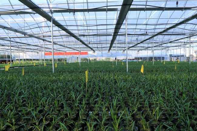 朋口镇兰花种植基地