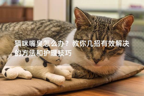 猫咪嘴臭怎么办?教你几招有效解决的方法和护理技巧