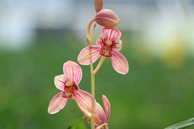 建兰&ldquo;东方红荷&rdquo;