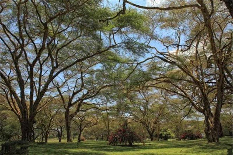 泰国进口的相思木菜板，竟然这么美！