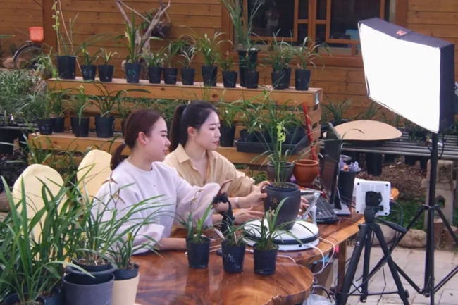 兰花网络直播销售